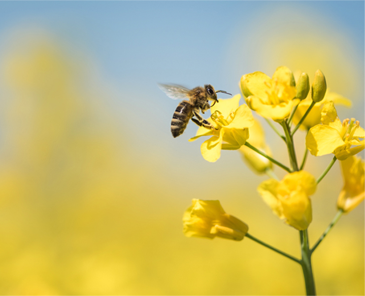 bee on a flower