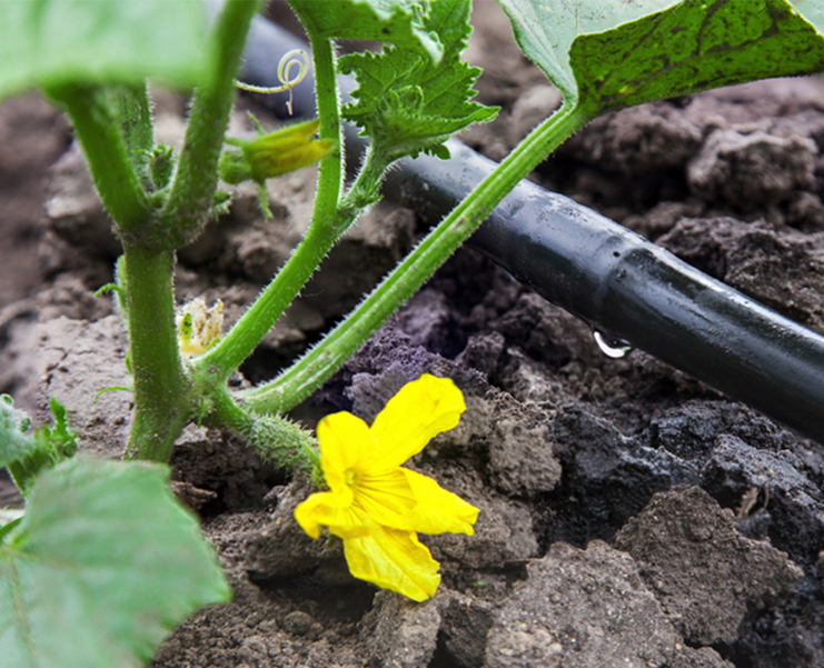 irrigation in action