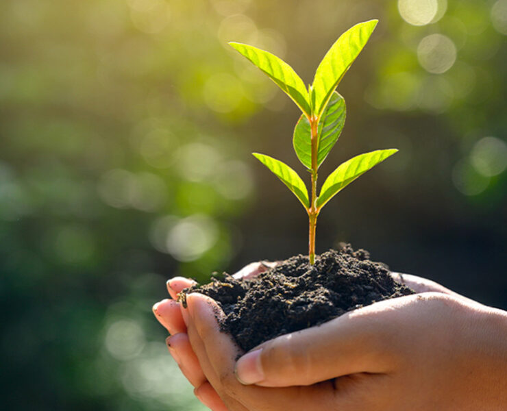 hand holding dirt with plant growing